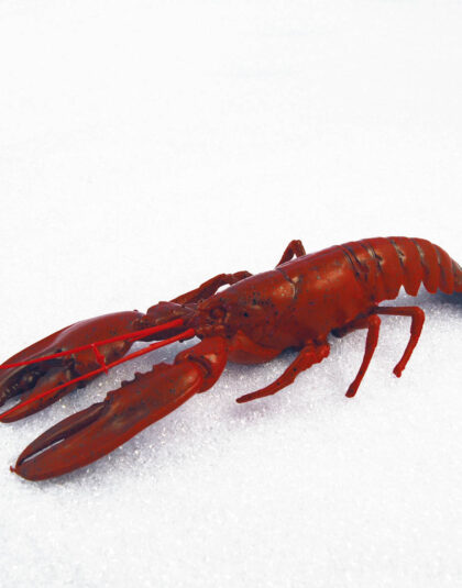 Hummer 50cm