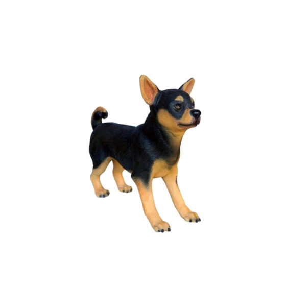 Hund, Chihuahua