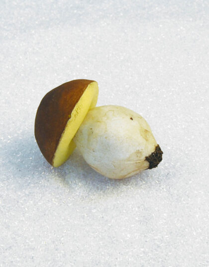 Härlig Stensopp 14cm