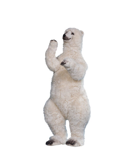 0336 Isbjörn stående på två ben